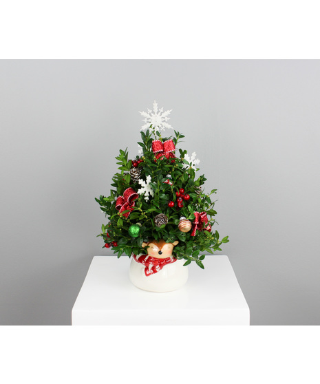 Prancer - Small Boxwood Tree