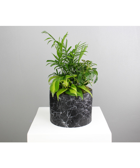 Midnight At The Oasis - Assorted Green Plants In Ceramic Pot