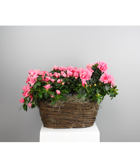 Azalea Haven - Double Indoor Azalea Basket