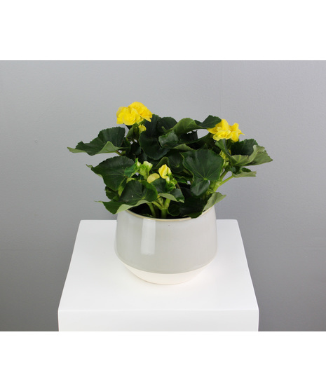 Blushing Begonia - 6