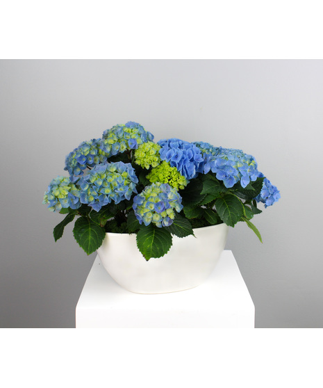 Seaside Hydrangeas