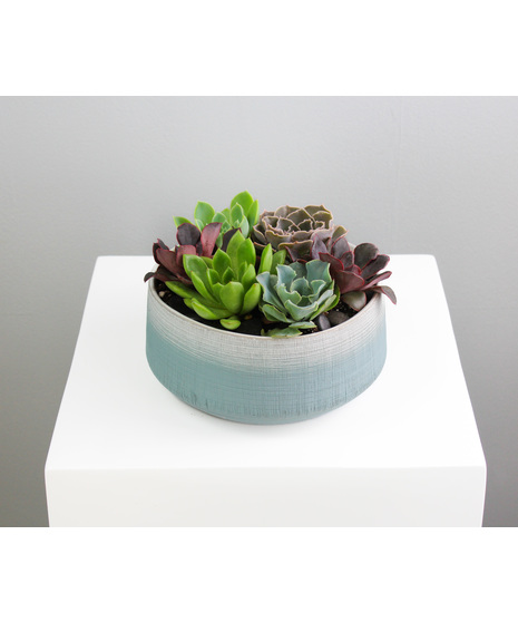 Saguaro Serenity Garden -  Assorted Succulent Dish Garden