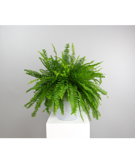 Sky Blue Fern - Fern in Light Blue Ceramic Pot