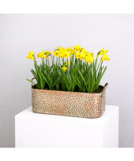 Dreaming In Daffodils - Tete-a-Tete in Copper Container