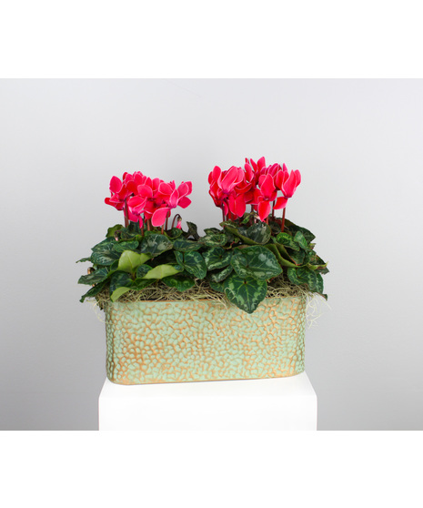 Cyclamen Haven - Two Cyclamen in Copper Tin