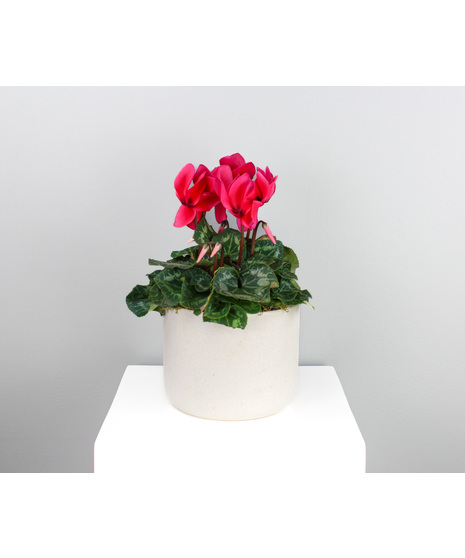 Cyclamen Symphony - 6