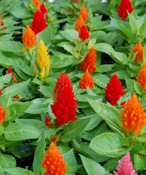 Celosia - Mixed Colors