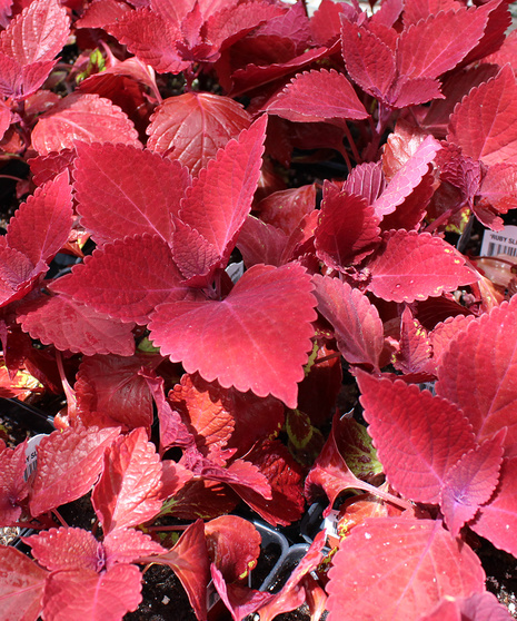 Sun Coleus - Ruby Slipper - 4