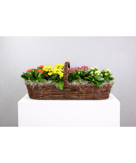 Kaleidoscopic Kalanchoes - Large Canoe Basket Of Assorted Kalanchoes