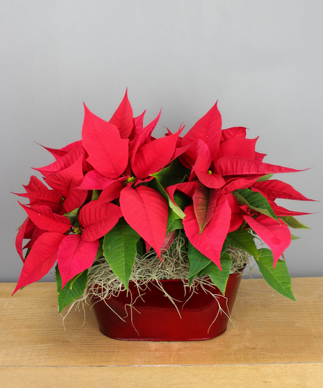 Two Pixie Poinsettias in Red Container