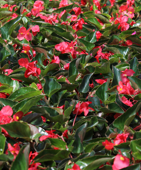 Begonia - Red Green Leaf
