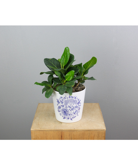 Chinoiserie Ficus - Audrey Ficus in Ceramic Pot
