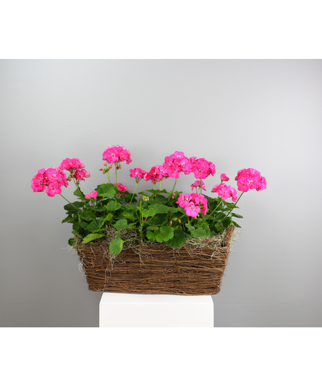 Gorgeous Geraniums - 2 Geraniums in a  Basket