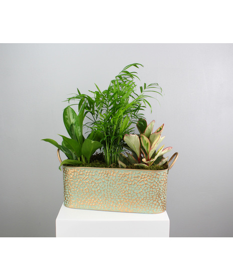 Copper Canopy - Assorted Green Plants in a Copper Pot