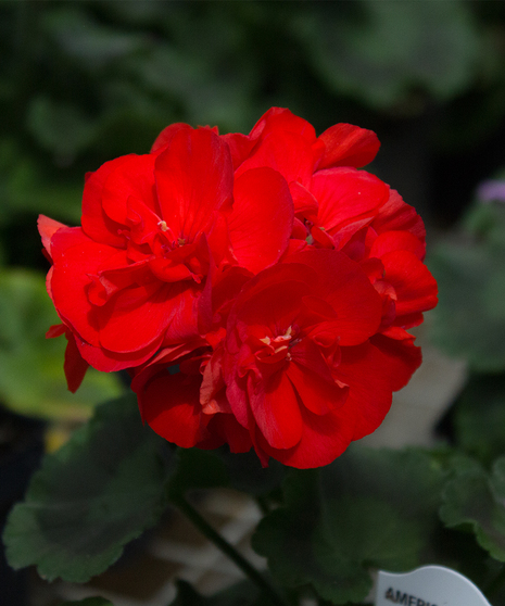 Americana® Red Geranium