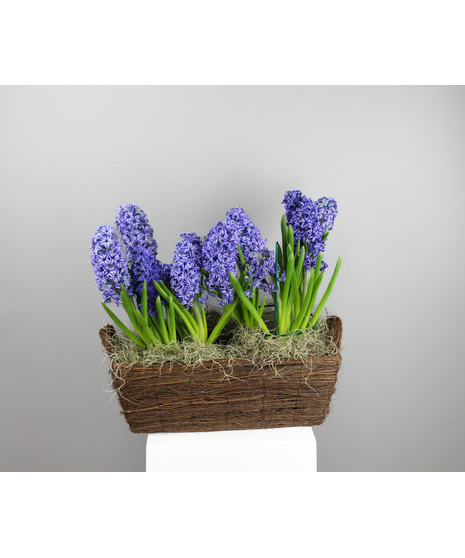 Hyacinth Harmony
