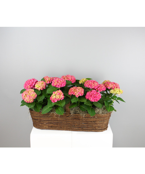 Hydrangea Haven - Hydrangea Canoe Basket