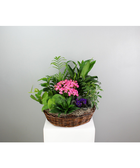 Joyful Garden Basket -  Indoor Assorted Green and Blooming Basket