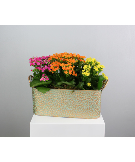 Copper Kalanchoes - Kalanchoes in a Copper Pot