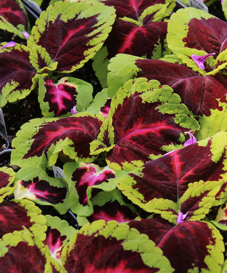 Coleus - Kong - Rose