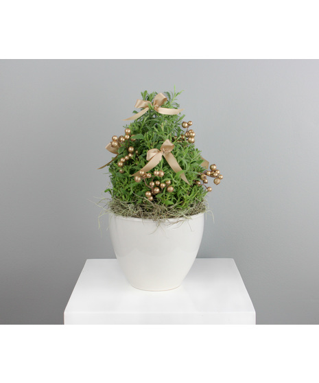 Champagne Frost Lavender Tree - In Ceramic Pot