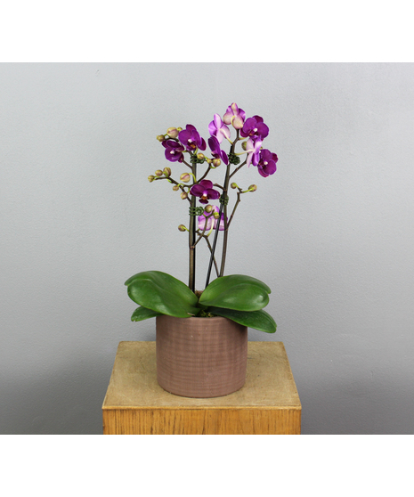 Maple Leaf Orchid - Mini Orchid in Fall Ceramic Pot