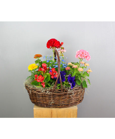 Annual Bloom Basket -  Basket with Assorted Annuals