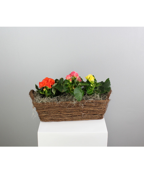 Radiant Rieger Basket - Three Riegers in a Basket