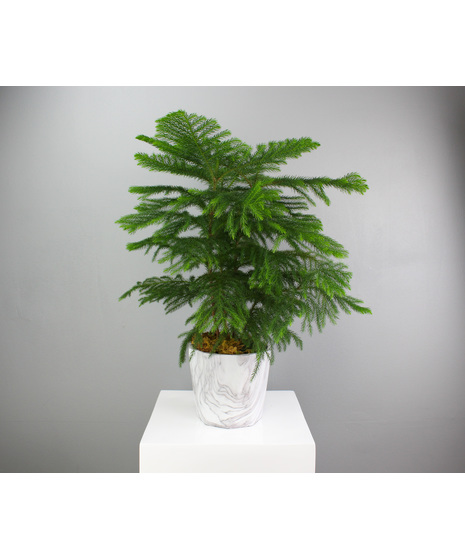 Northern Glow - Norfolk Pine in a Marble Pot