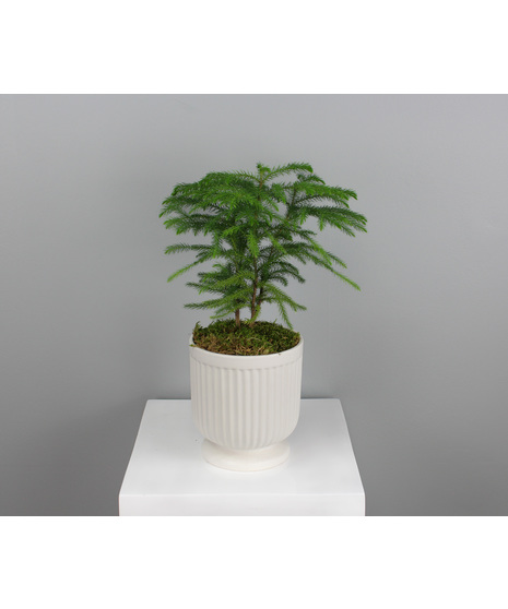 Northern Glow - Norfolk Pine in a White Pot