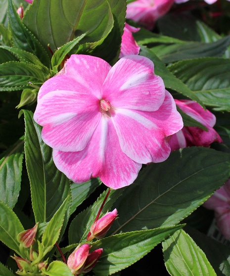New Guinea Impatiens - Magic Pink