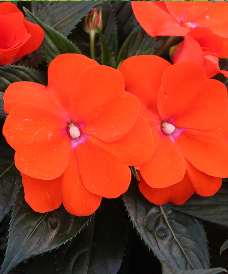 New Guinea Impatiens - Sonic Orange