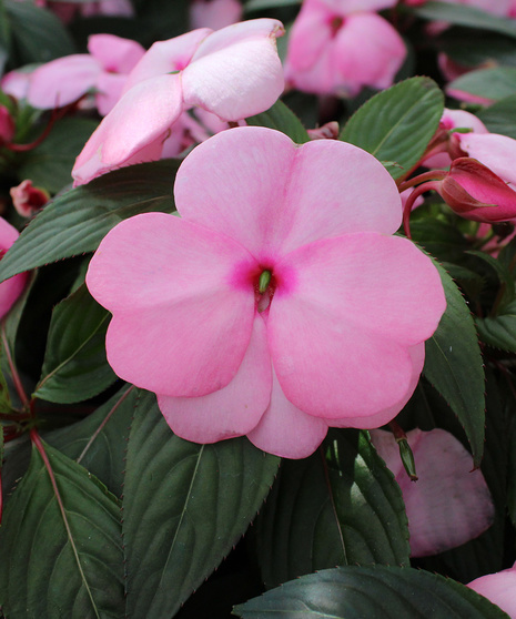 New Guinea Impatiens - Light Pink