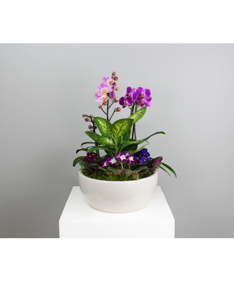 Sweet Violet Orchid Garden