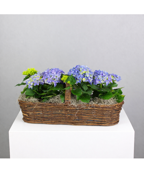 Hydrangea Dreamboat - Hydrangeas in Medium Canoe Basket