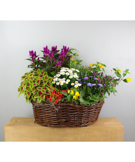 Everlasting Garden - Fall Annual Basket