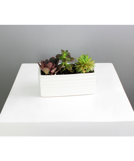 Petite Succulent Trio - In White Ceramic