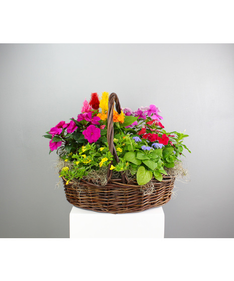 Annual Bloom Basket -  Basket with Assorted Annuals