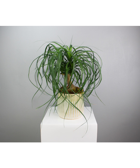 Mint to Be - Ponytail Palm in a Mint Ceramic Pot