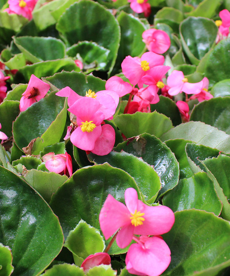 Begonia - Pink Green Leaf