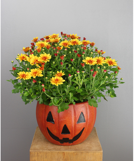 Mum in Pumpkin Planter