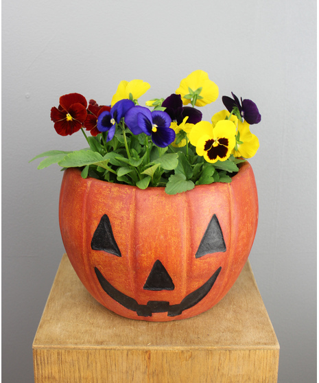 Pumpkin Patch Pansies