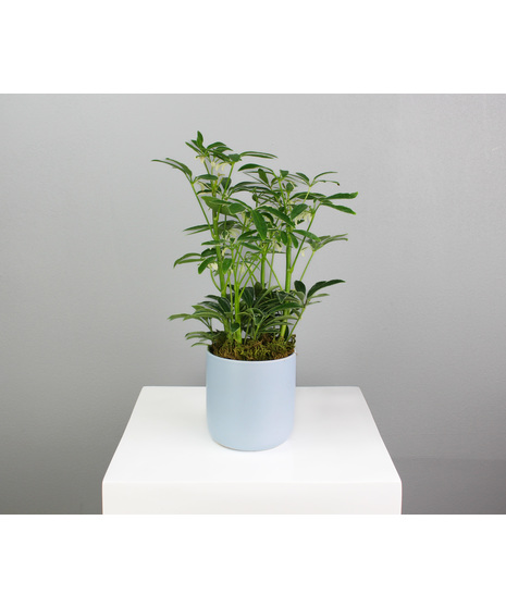 Urban Canopy - Schefflera or Parlor Palm in Ceramic Pot