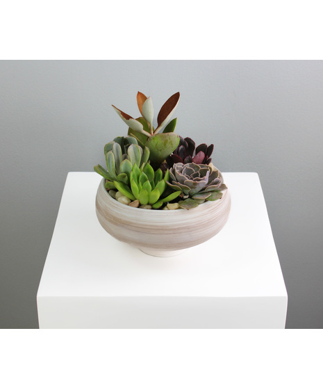 Sandstone Succulents - Small Ceramic Pot
