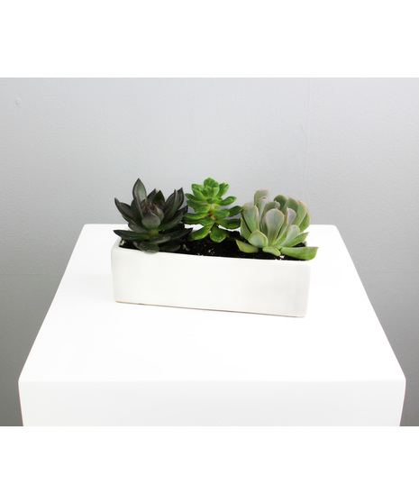 Mesa Succulent Trio - In White Ceramic