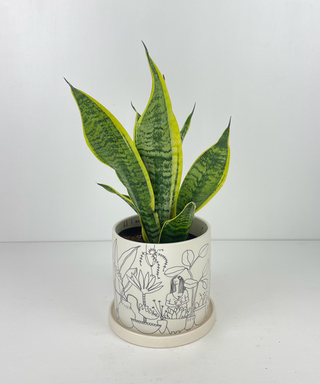 Snake Plant in Plant Lady Pot