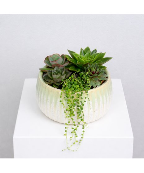 Succulent Garden in Mint Tray