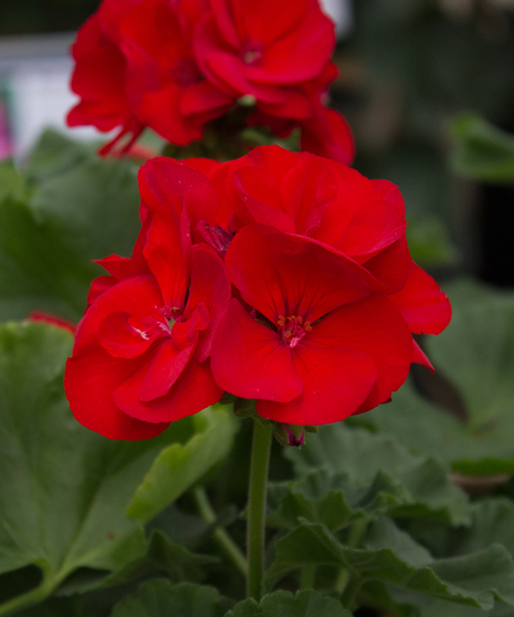 Americana® Dark Red Geranium