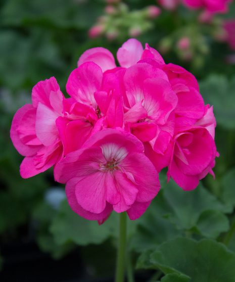 Dynamo® Hot Pink Geranium