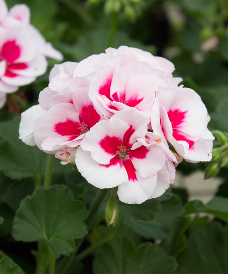 Americana® White Splash Geranium